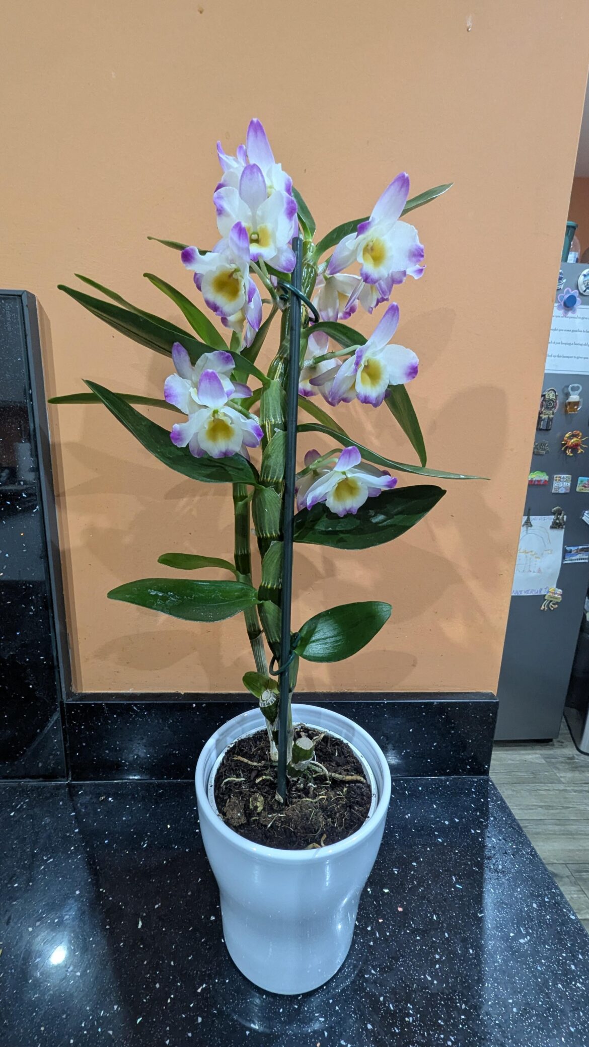 My new orchid.