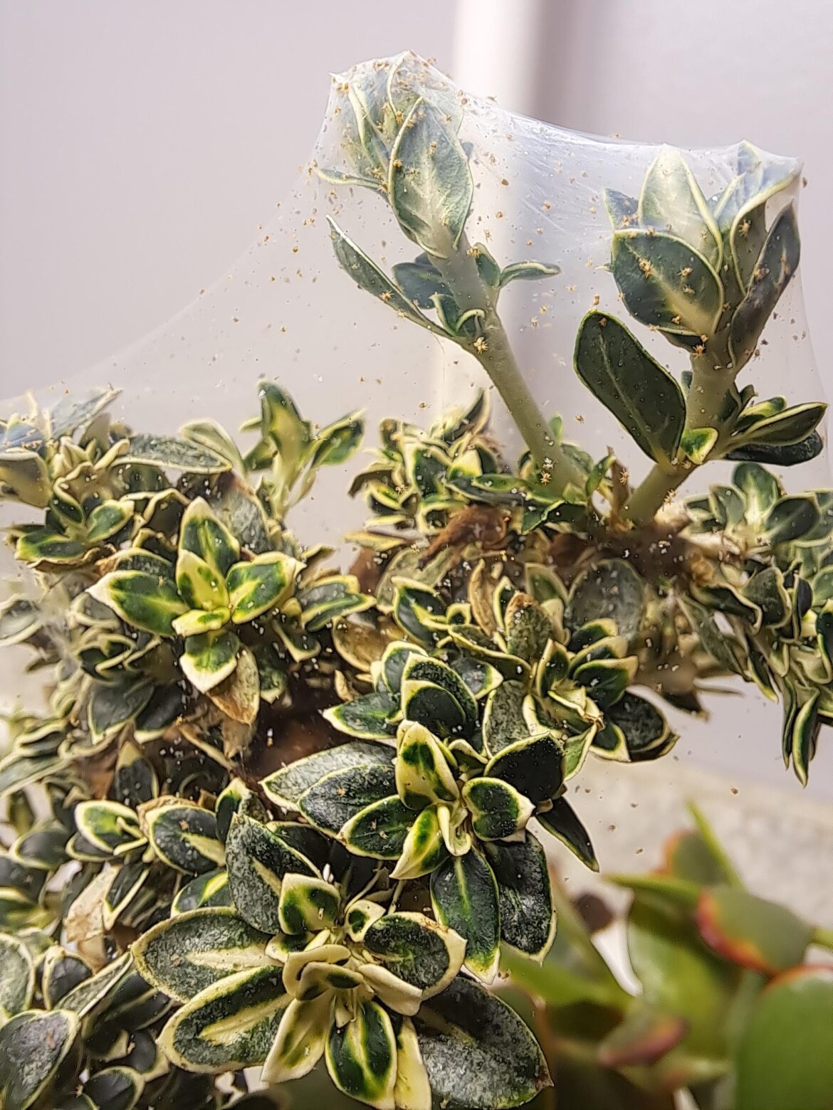 What are these and how do I treat it?