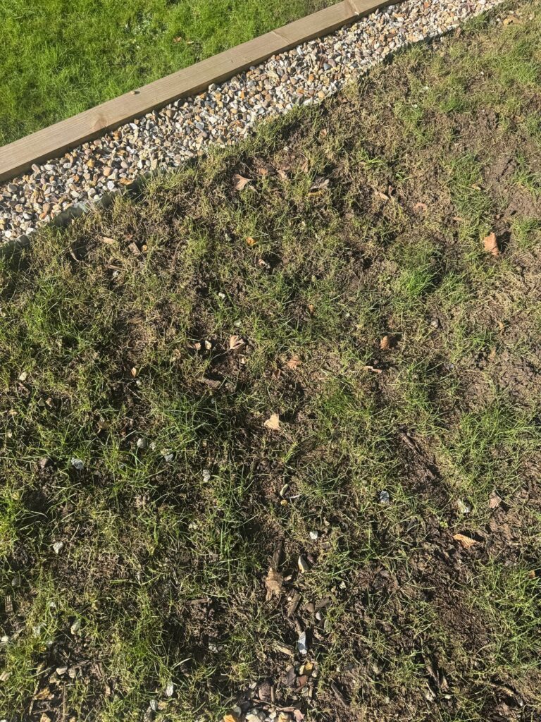 Help - UK struggling new lawn