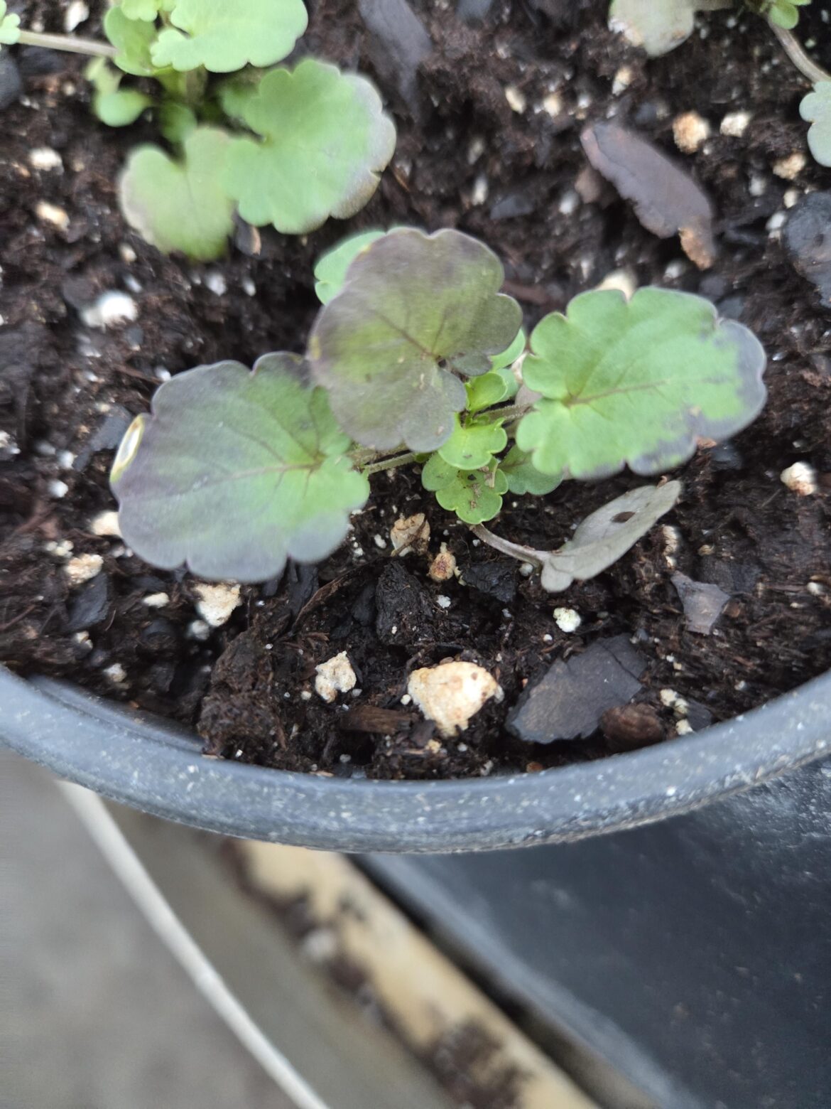 Viola seedling leaves turning purple/brown?
