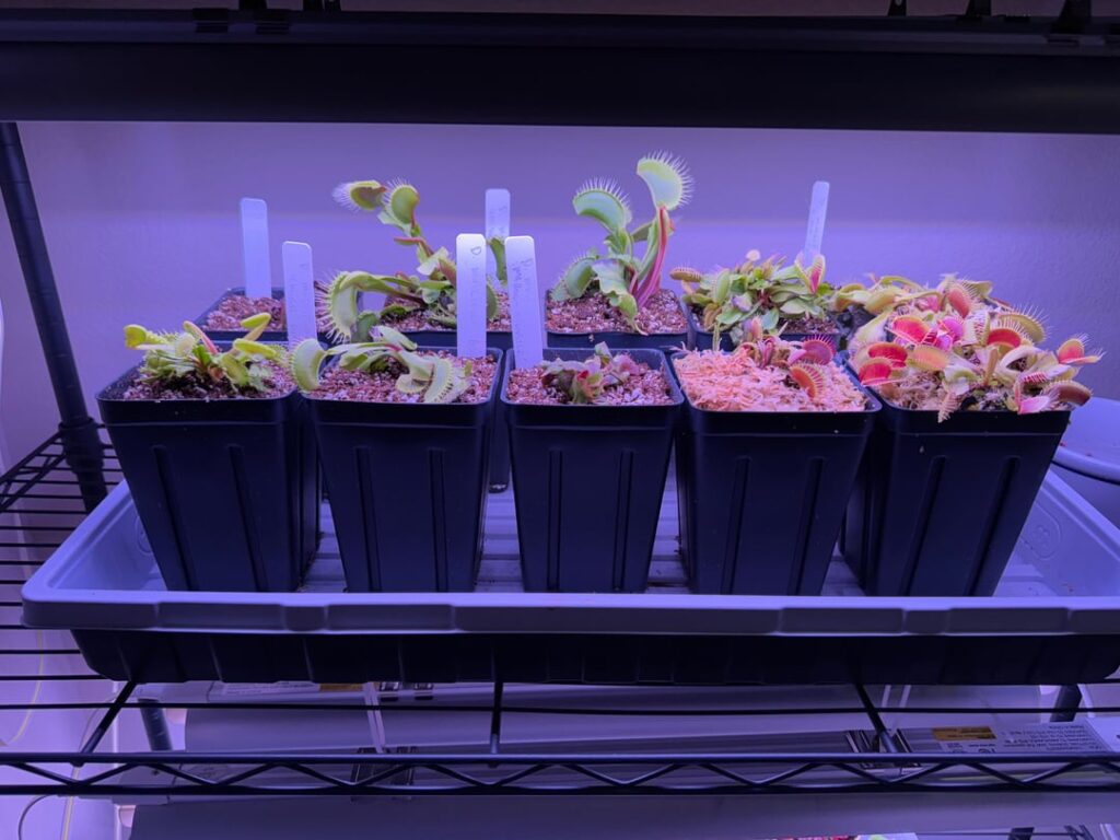 All potted and on the lighting rack!