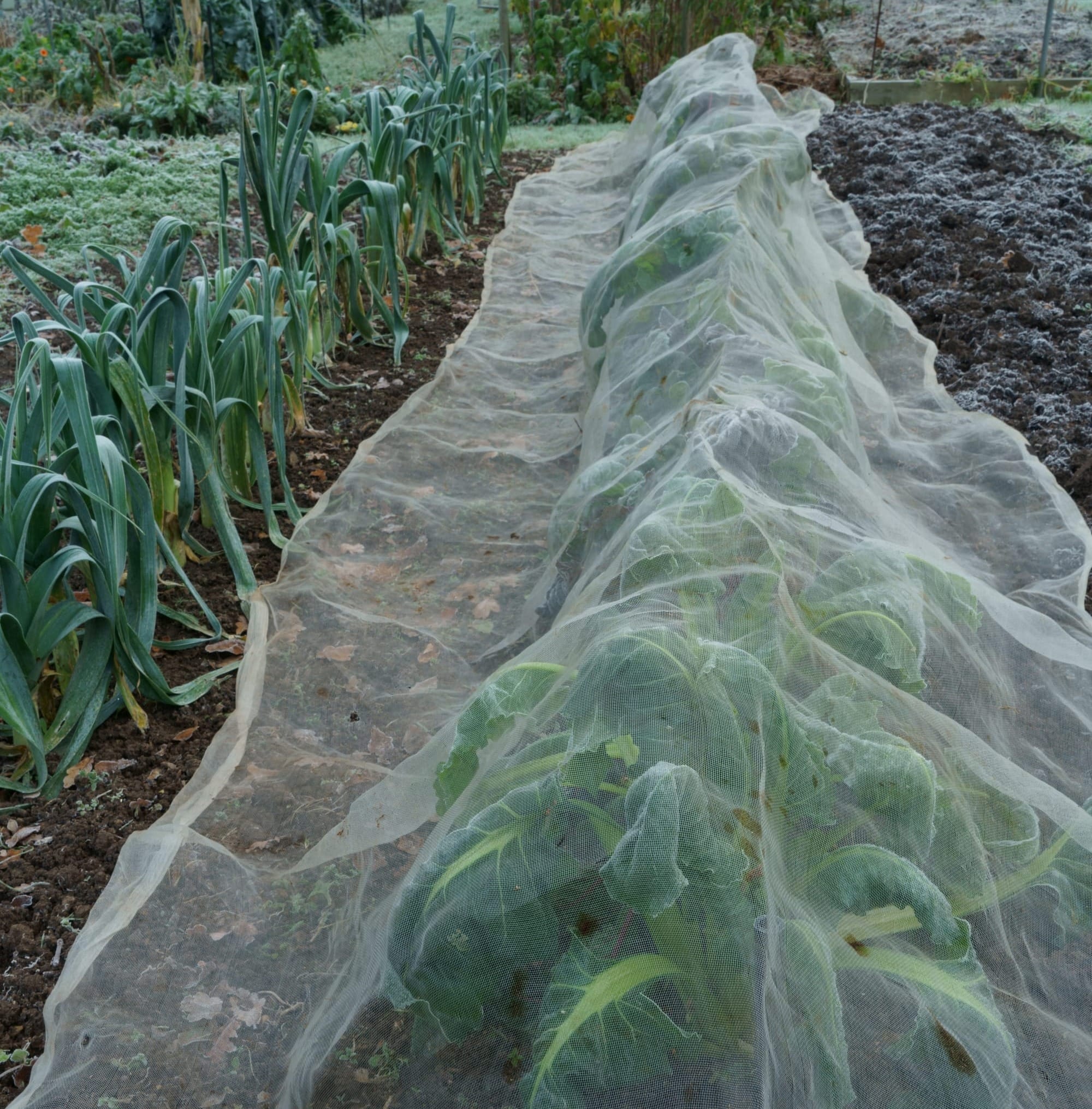 Horticultural fleece over veg in frosty plot