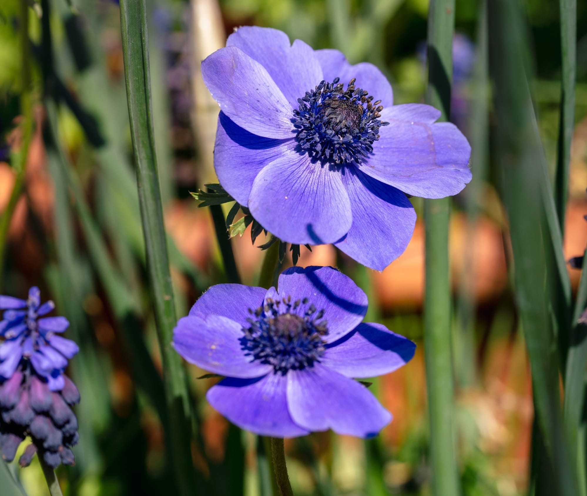 Purple anenome