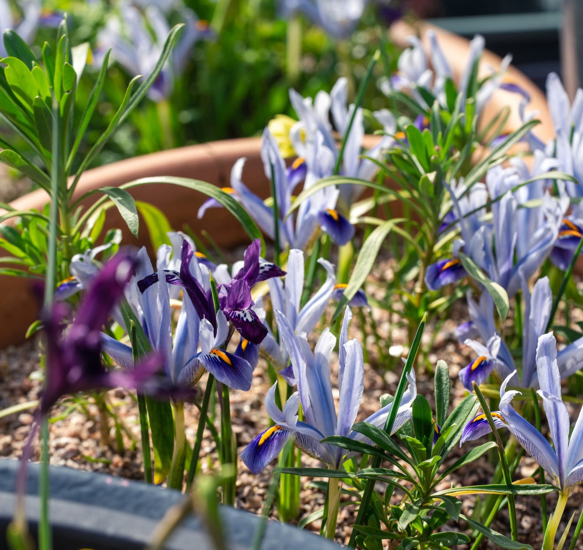 Iris reticulata in pots