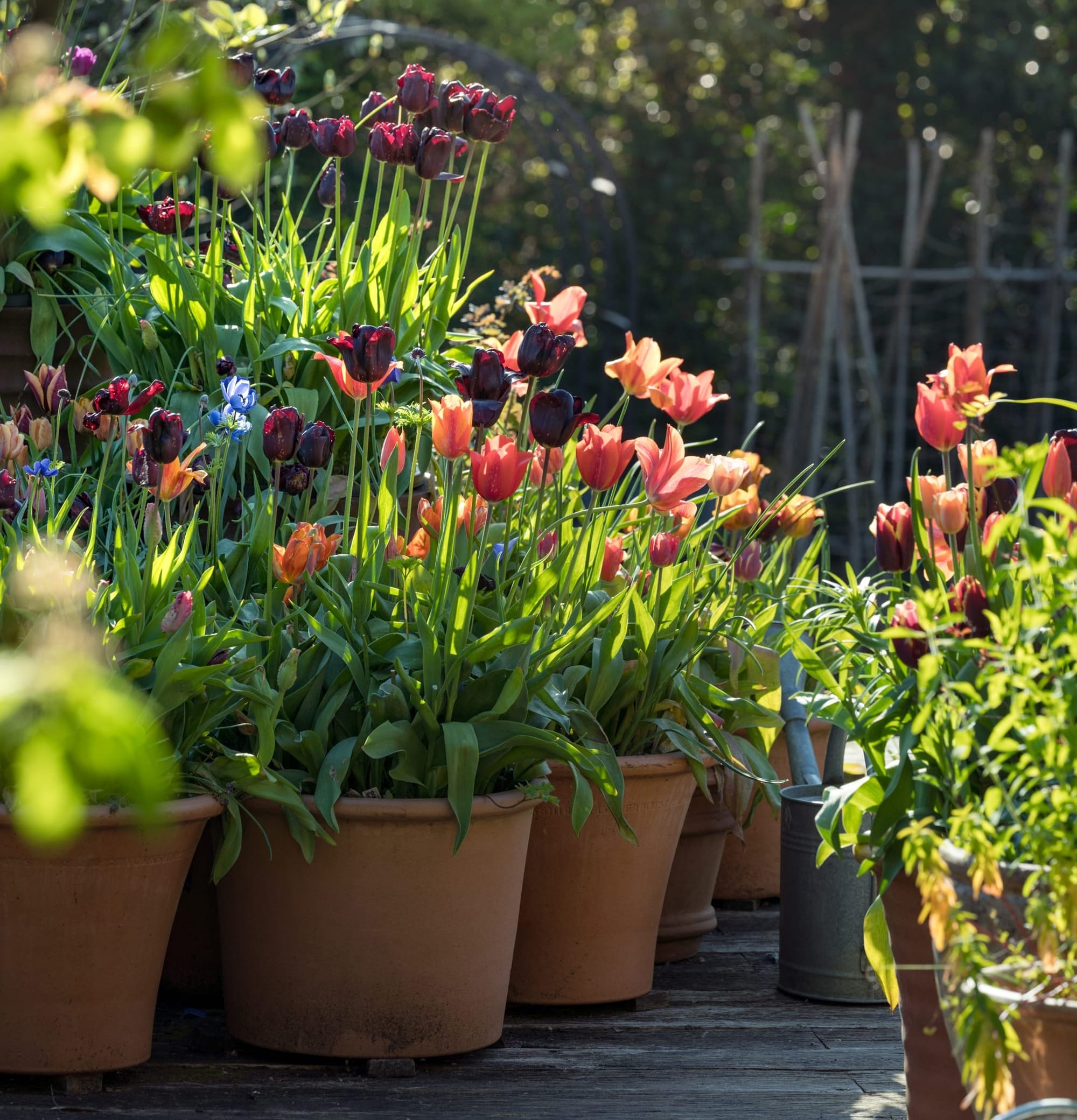 An array of tulips in pots