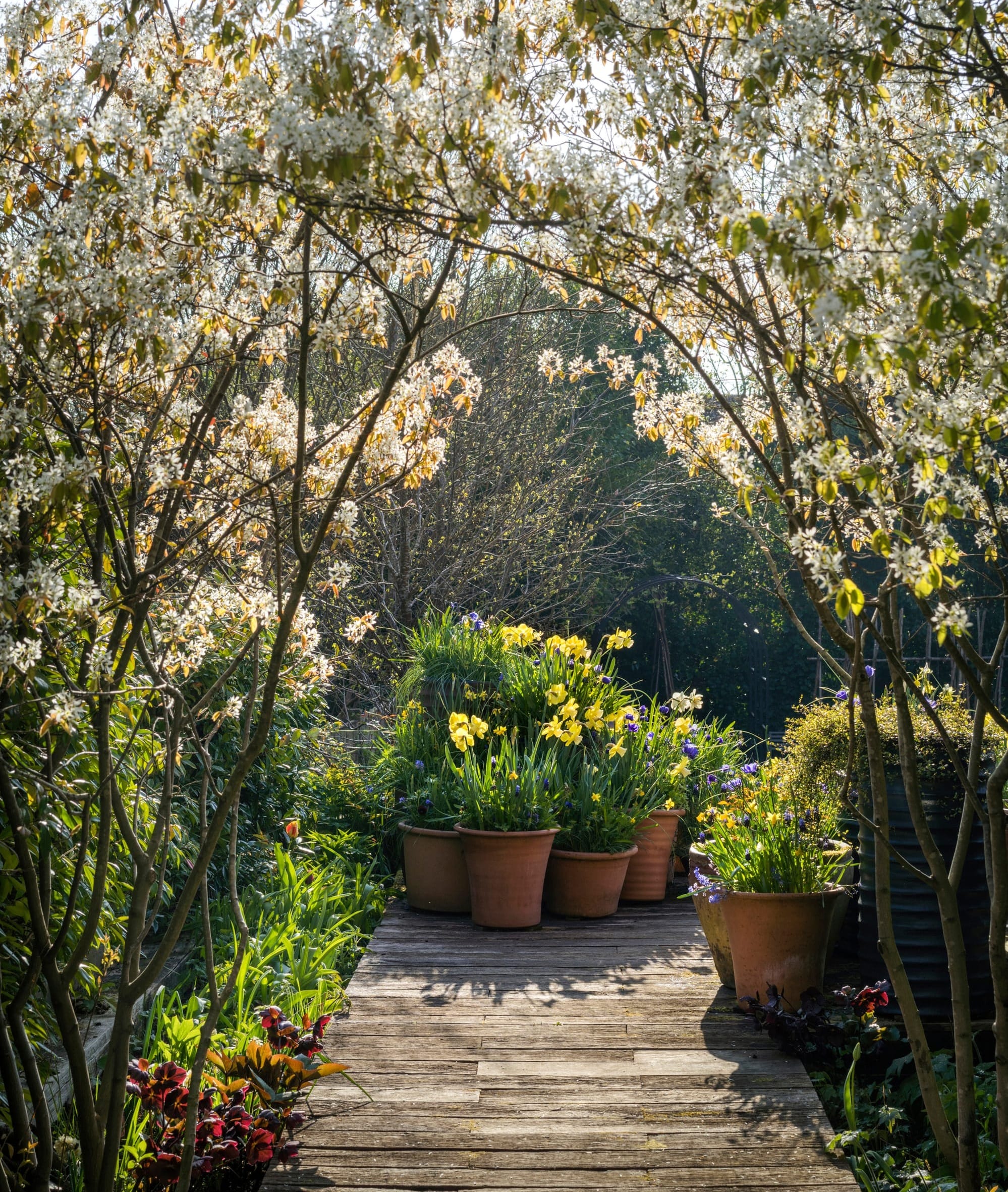 An archway of amelanchier trees in flower