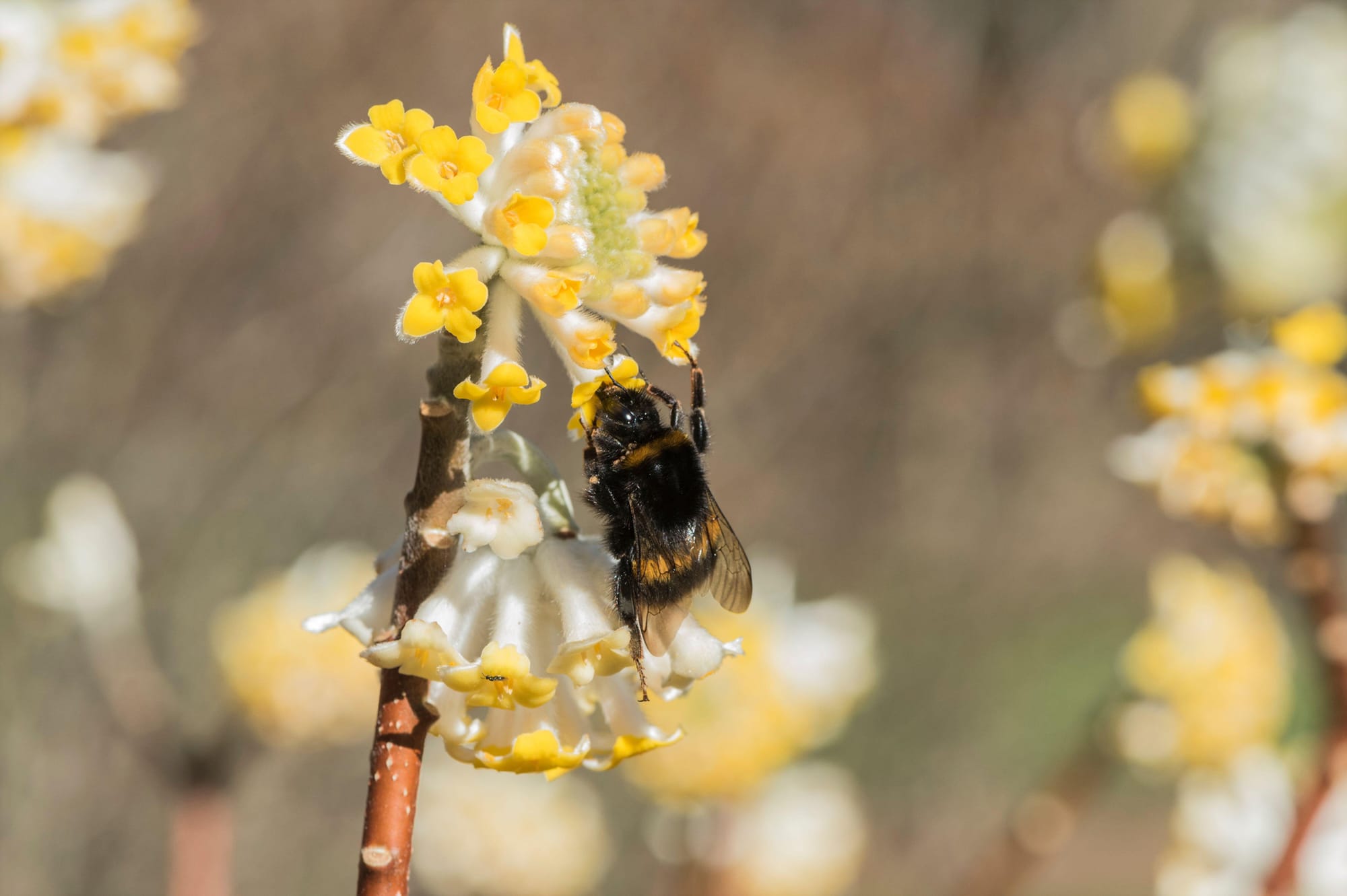 This is an undated stock photo of a bee on an Edgeworthia chrysantha. See PA Feature GARDENING Advice Fragrant. WARNING: This picture must only be used to accompany PA Feature GARDENING Advice Fragrant.