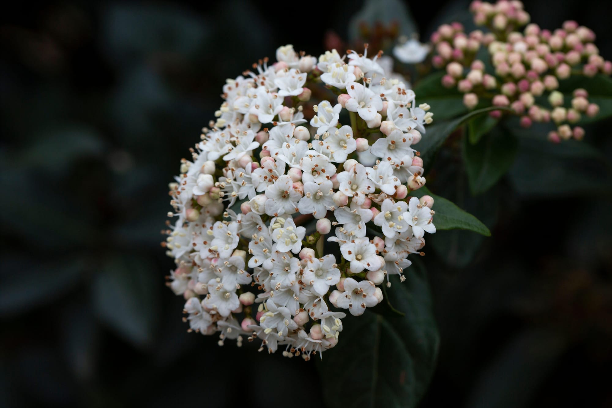 This is an undated stock photo of Viburnum carlesii. See PA Feature GARDENING Advice Fragrant. WARNING: This picture must only be used to accompany PA Feature GARDENING Advice Fragrant.