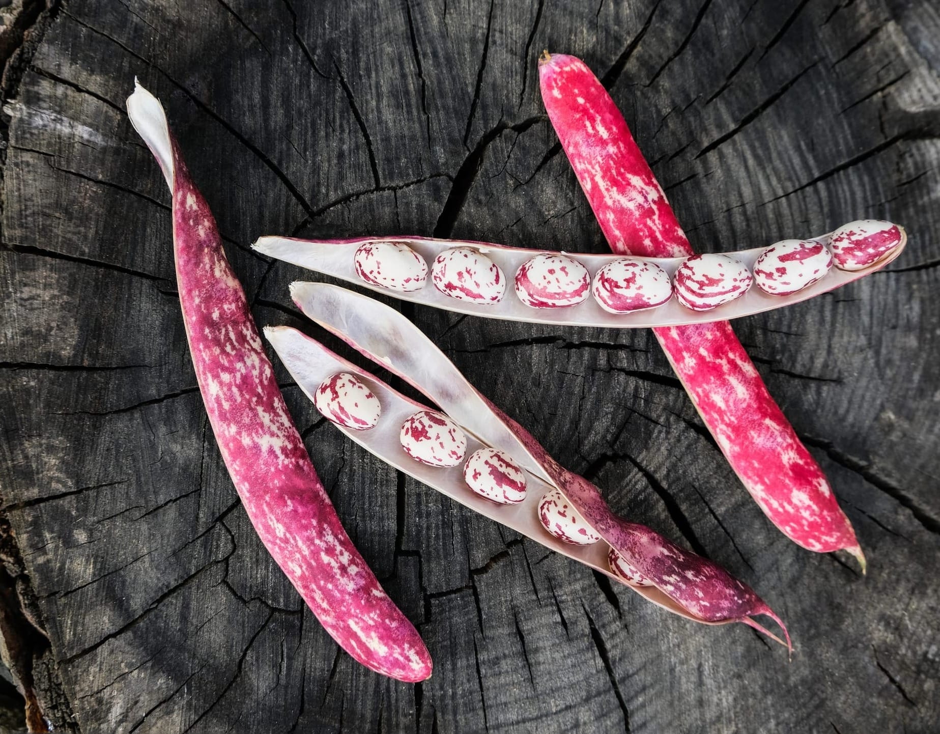 Borlotti beans on a stump of wood
