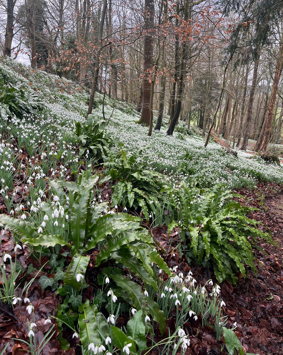 panswick rococo garden snowdrops