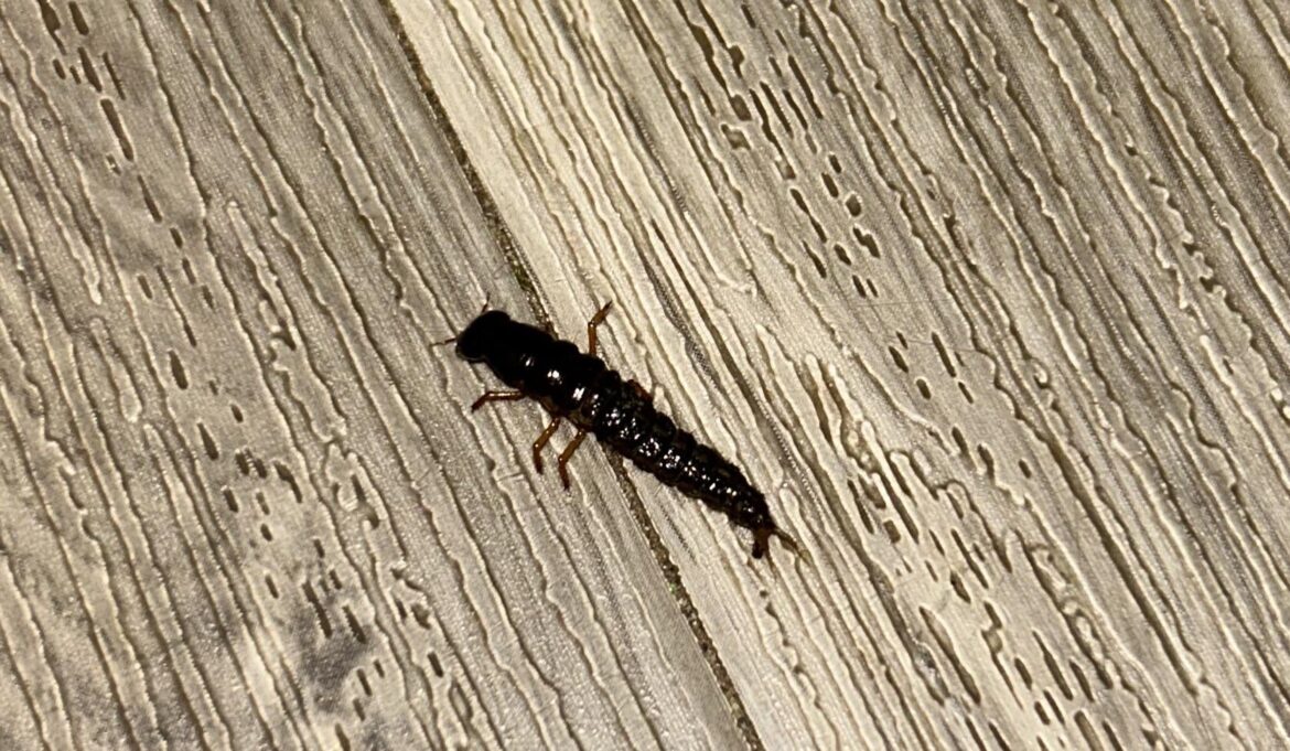 What did I pull out of my 10mo mouth this morning? Found in my house 😅