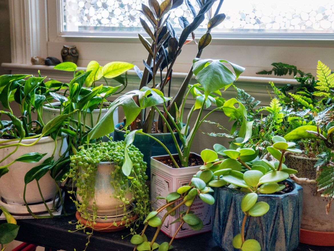 Why I was Failing at Indoor Plants (and How I Found a Solution)