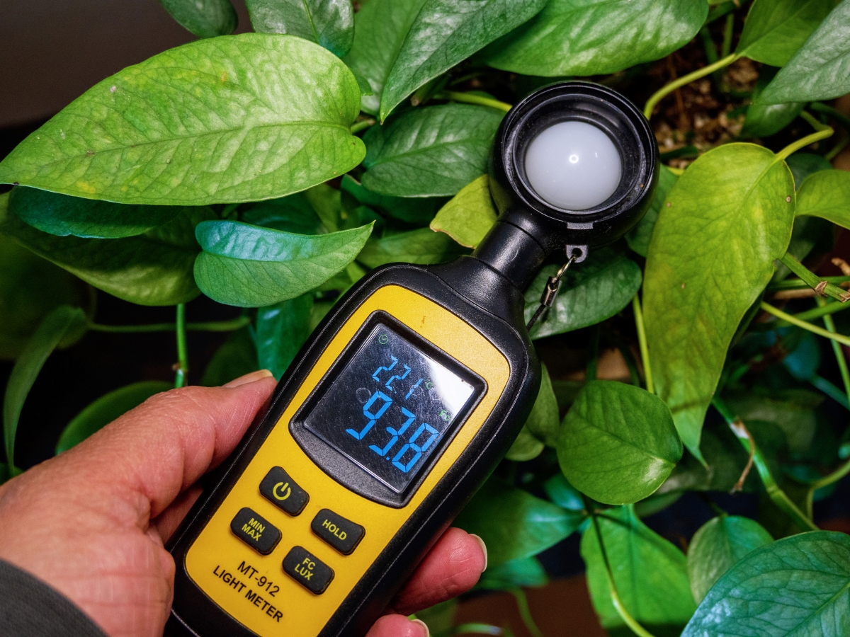 Using a light meter in front of a green plant.