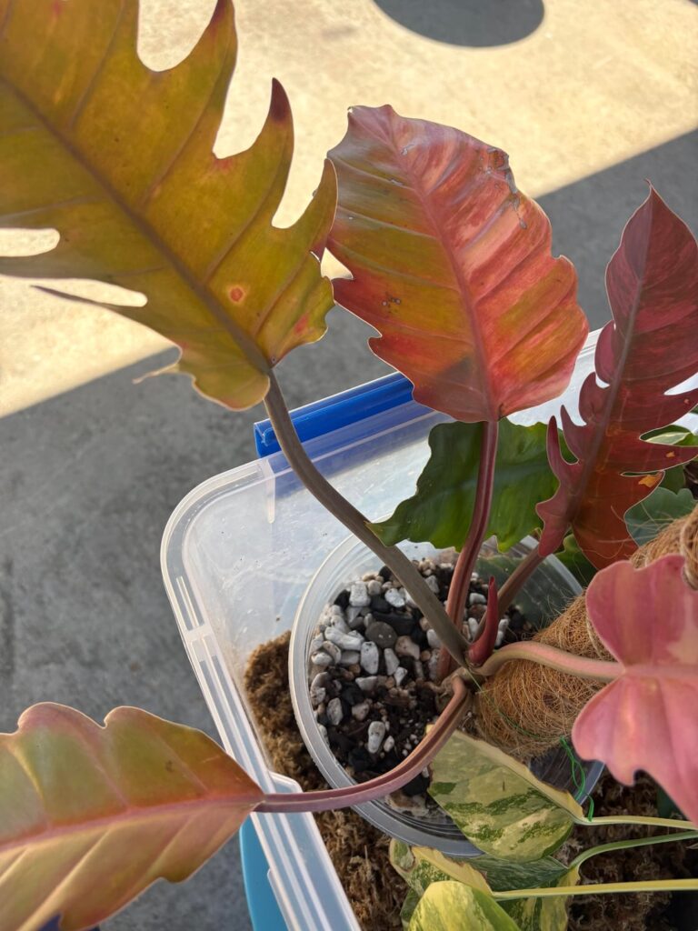 Is this a Carmel Marble?