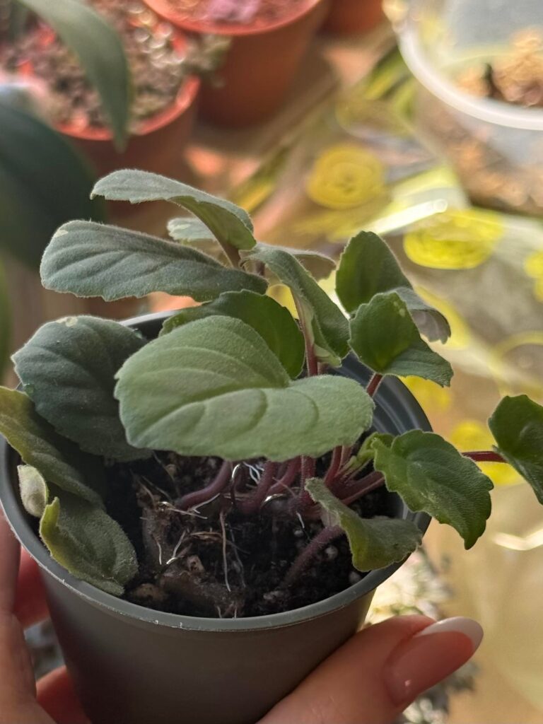 I got some roots, what do I do now?? I got some roots, what do I do now??