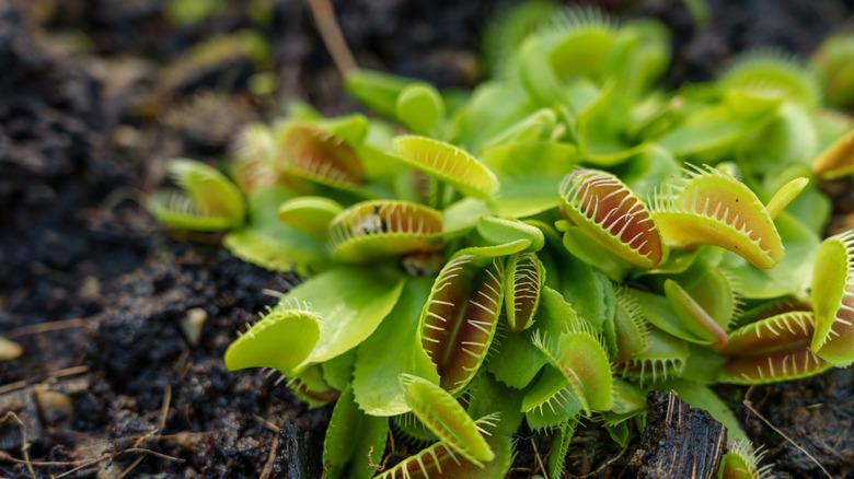 A close-up photo of the green leaves of the Venus flytrap