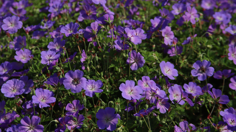 Geranium Rozanne flowers and foliage under sunlight