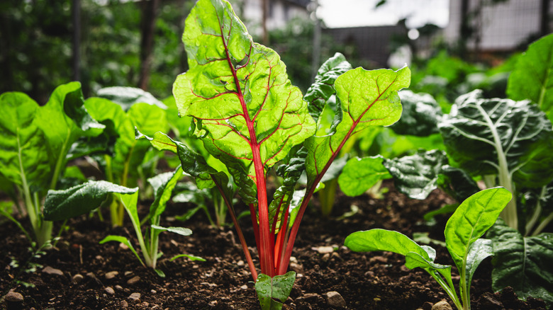A close-up of Swiss chard growing in a garden