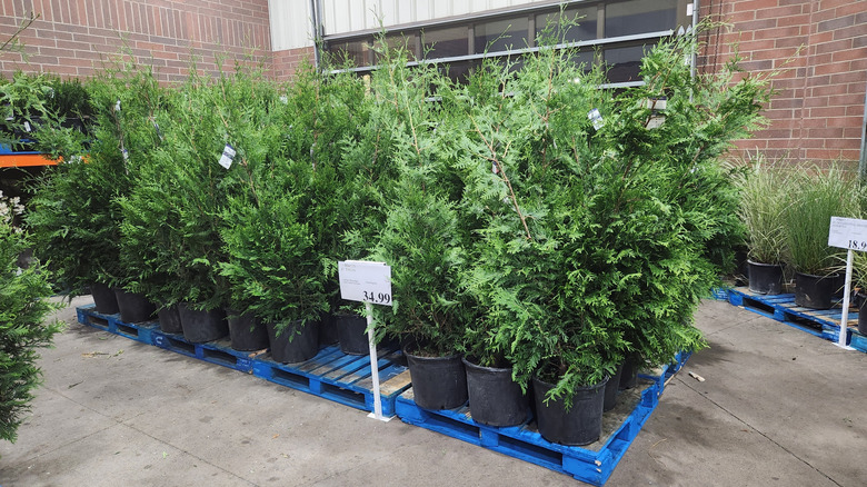 evergreen shrubs for sale at costco
