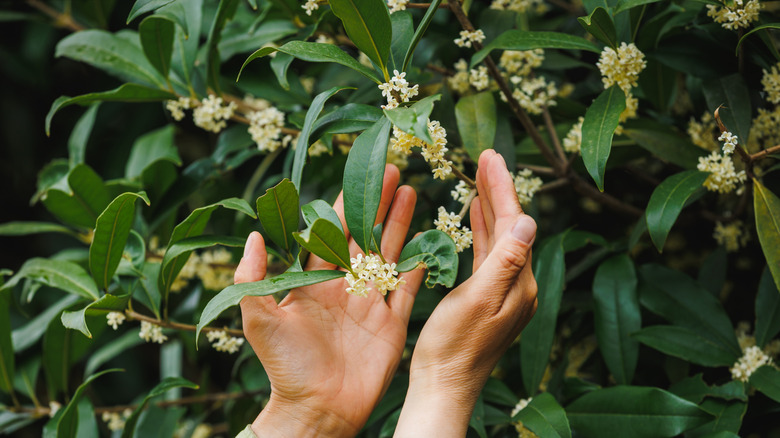 Person holding osmanthus blossoms on vine.