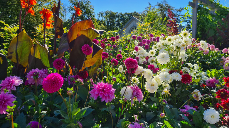 Colorful flower garden