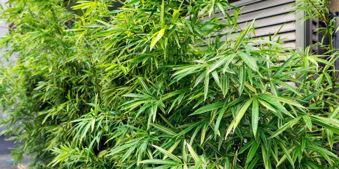 Bamboo Is Spreading Under Garden Fences — And Causing Neighbour Disputes Bamboo Is Spreading Under Garden Fences — And Causing Neighbour Disputes