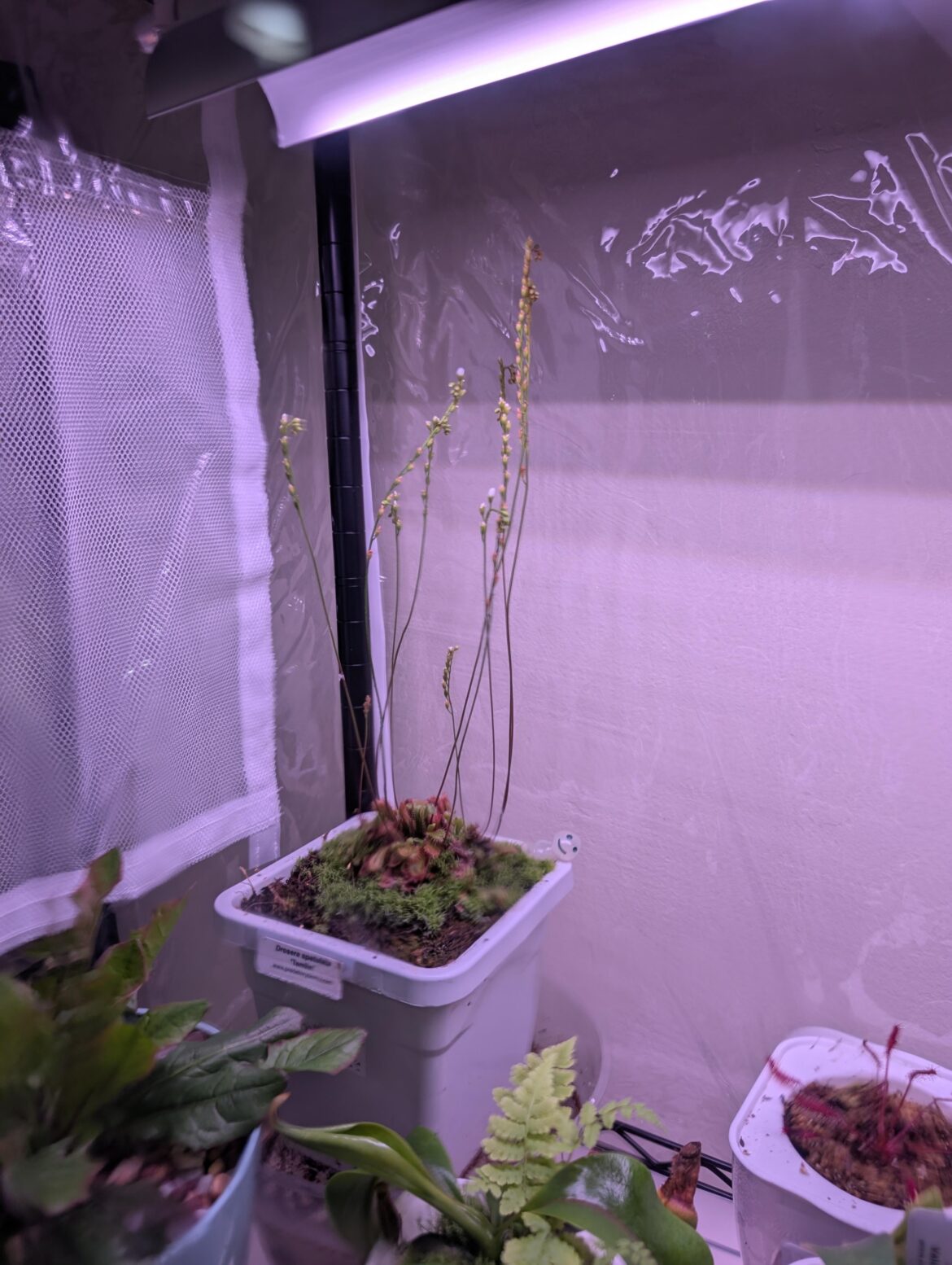 So... Not sure if my sundew needs help?