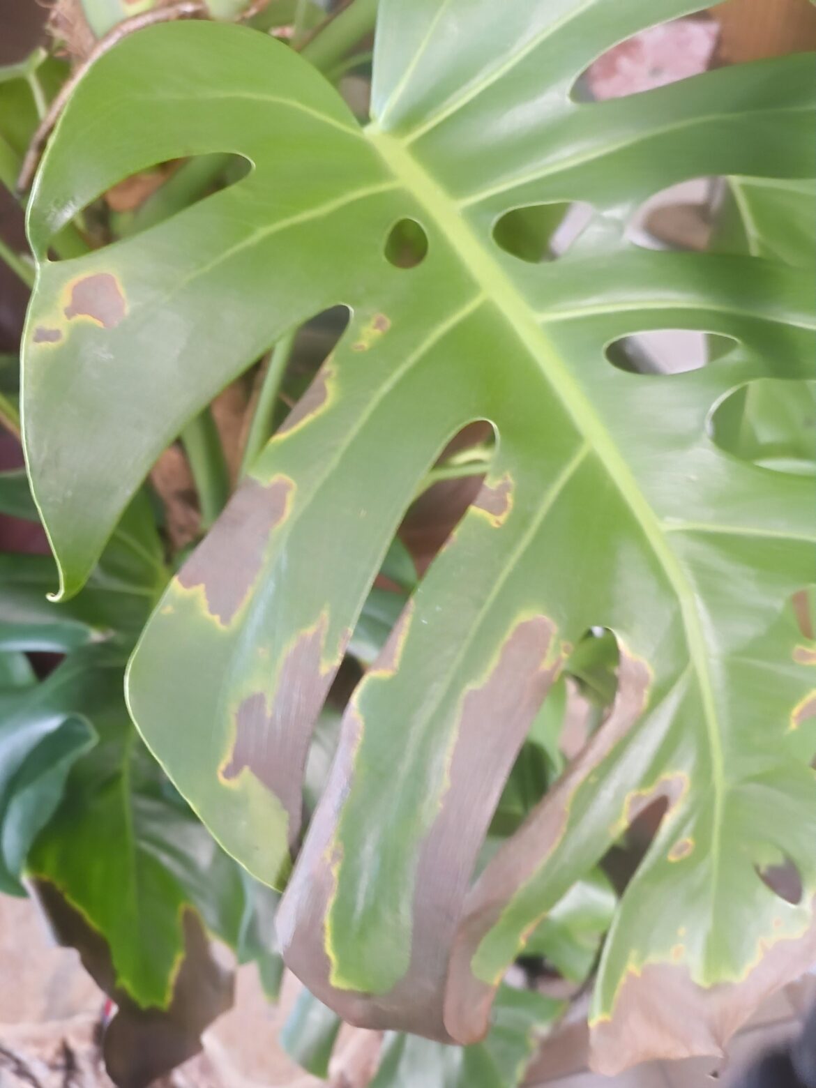 Brown spots on Monstera Brown spots on Monstera