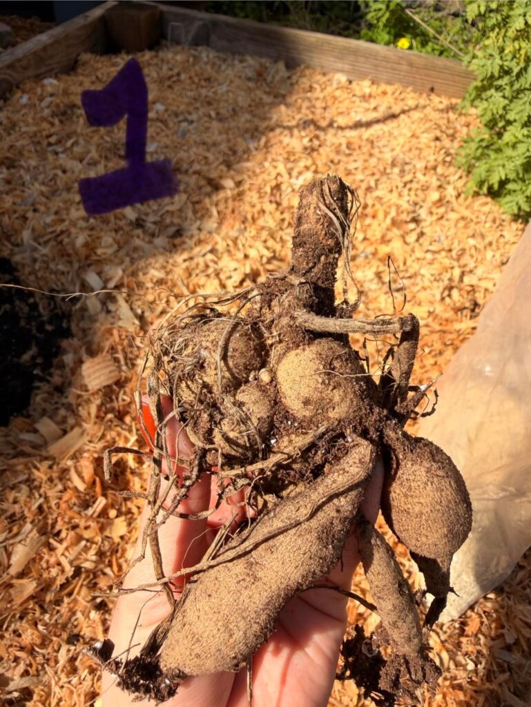 DAHLIA GALL QUESTIONS