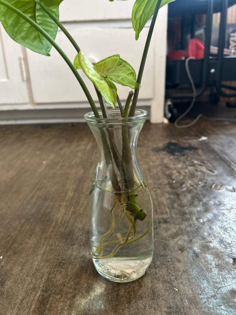 Is this ready to be repotted?