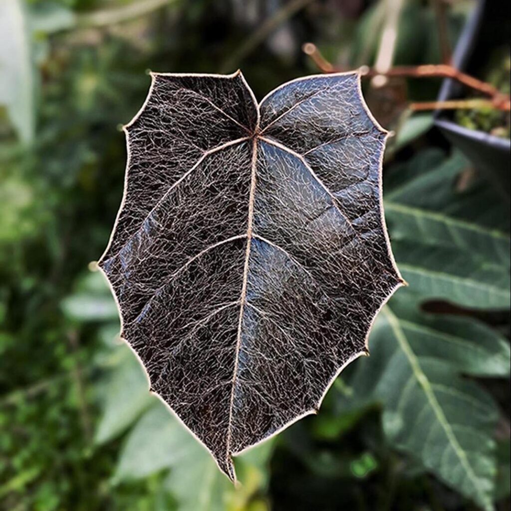 piper batman, does anyone here own it? does it really get that dark or is all about photos lighting?