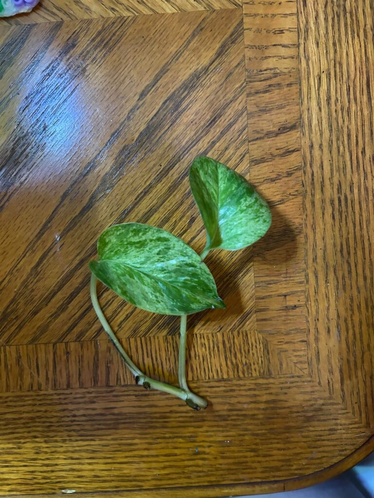 Are my pothos cuttings dead?