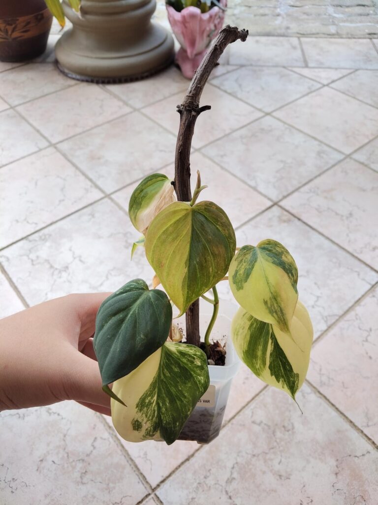 New leaf gonna be good😌