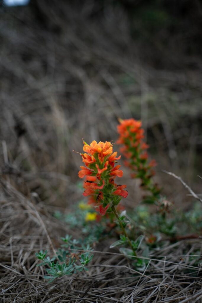 What Type of Paintbrush Did I Find on Santa Rosa Island?