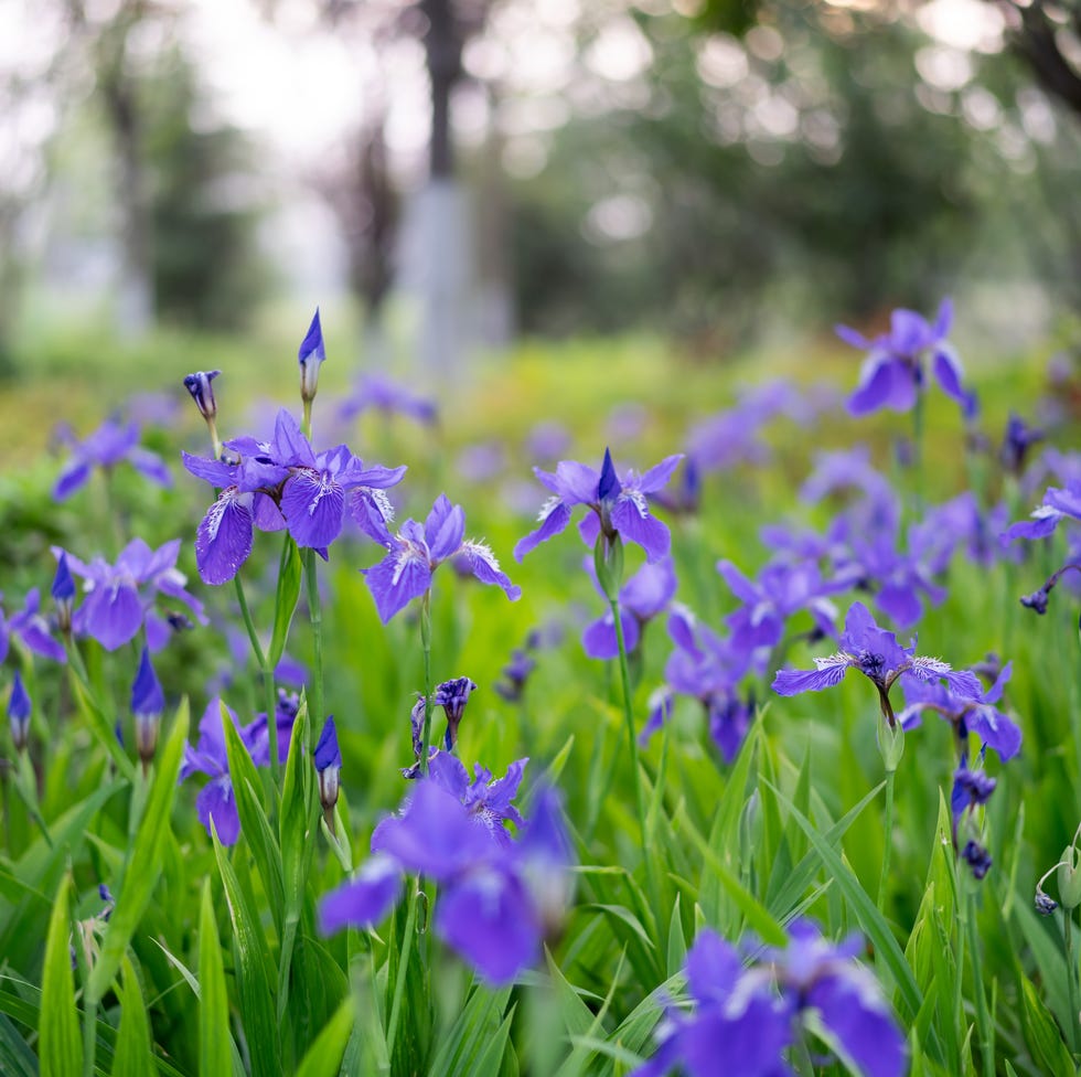 Last chance to plant loose-rooted perennials iris flowers
