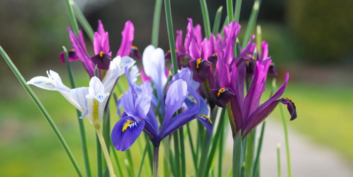 12 Vibrant Iris Varieties To Add Year-Round Colour To Your Garden 12 Vibrant Iris Varieties To Add Year-Round Colour To Your Garden