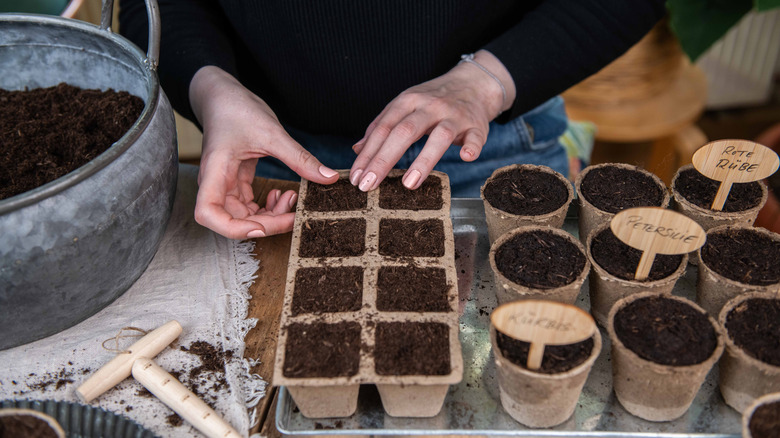 A person plants seeds in a seedling tray and soem seedling pots filled with seedling starter mix.