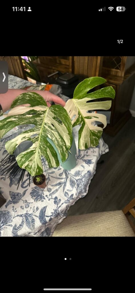 What kind of monstera is it?