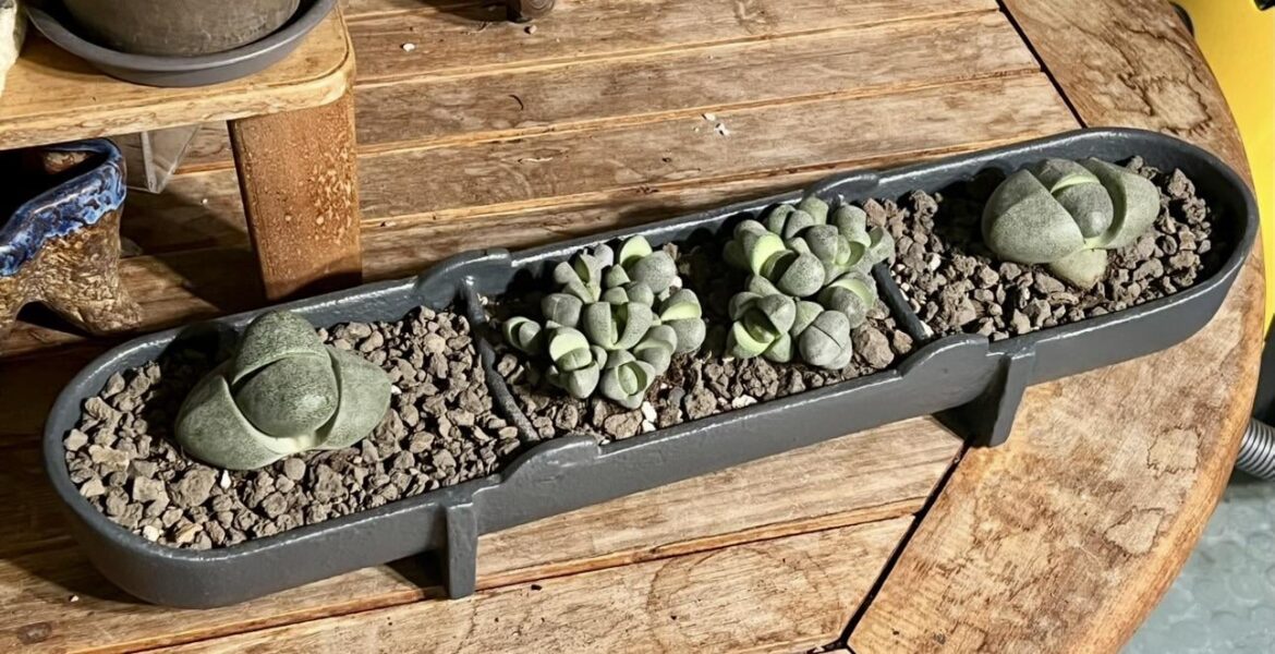 Pleiospilos nelii in an old iron chicken feed trough I drilled and painted
