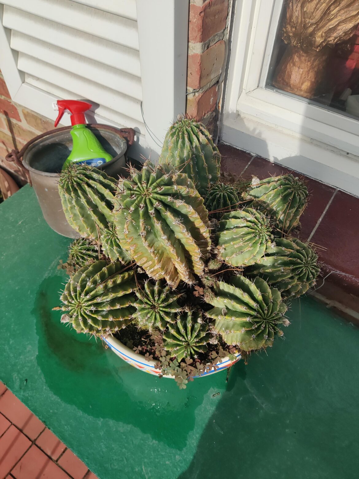Repotting and dividing this beast
