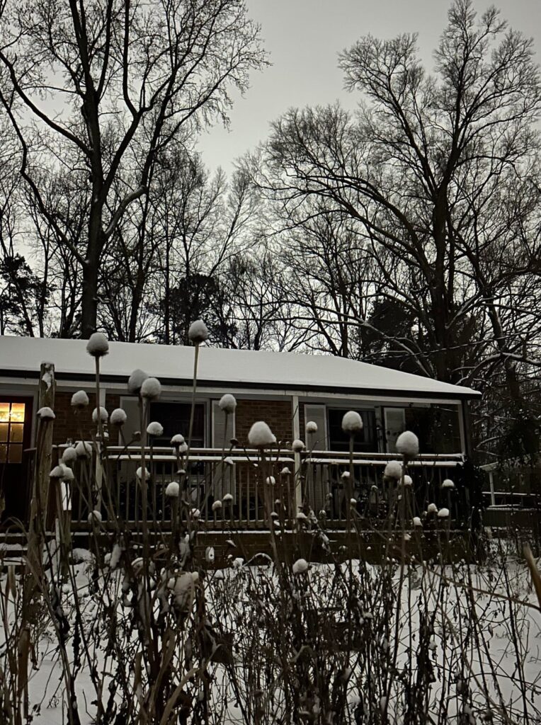 echinacea 6 months apart! january & july 🌿💗✨