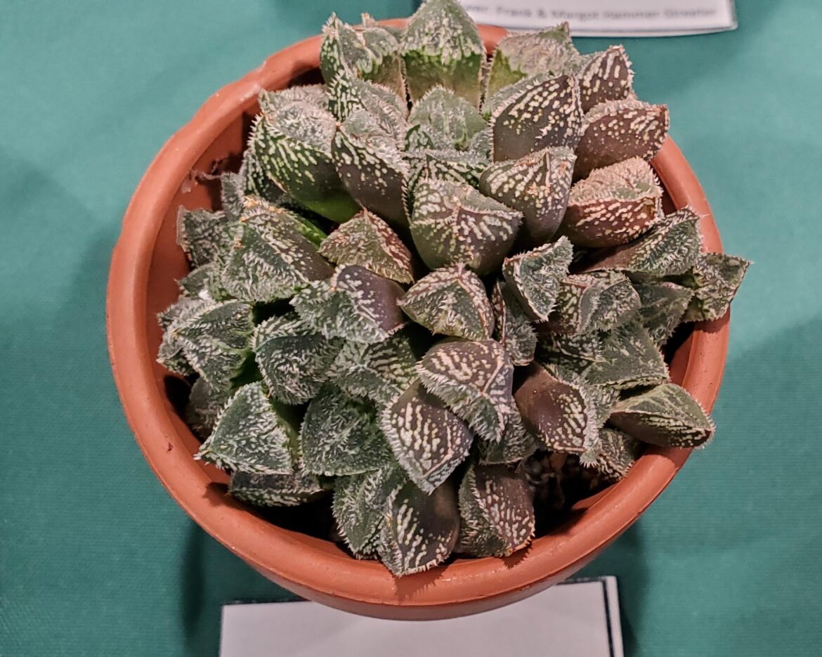 Haworthia 'Kegani' show entry