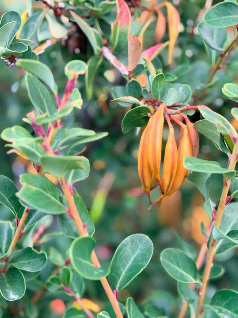 Does a plant like this grow in Oakland California? (This one seen in Chilean Patagonia)