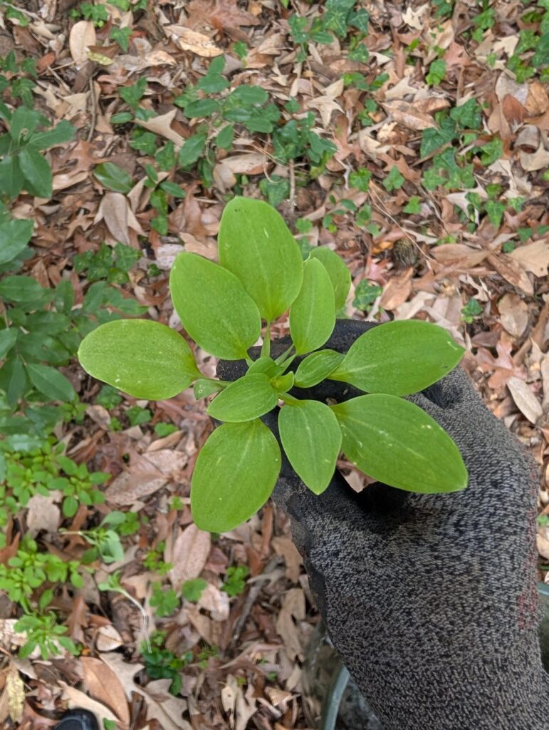 No idea what this is, GA, US
