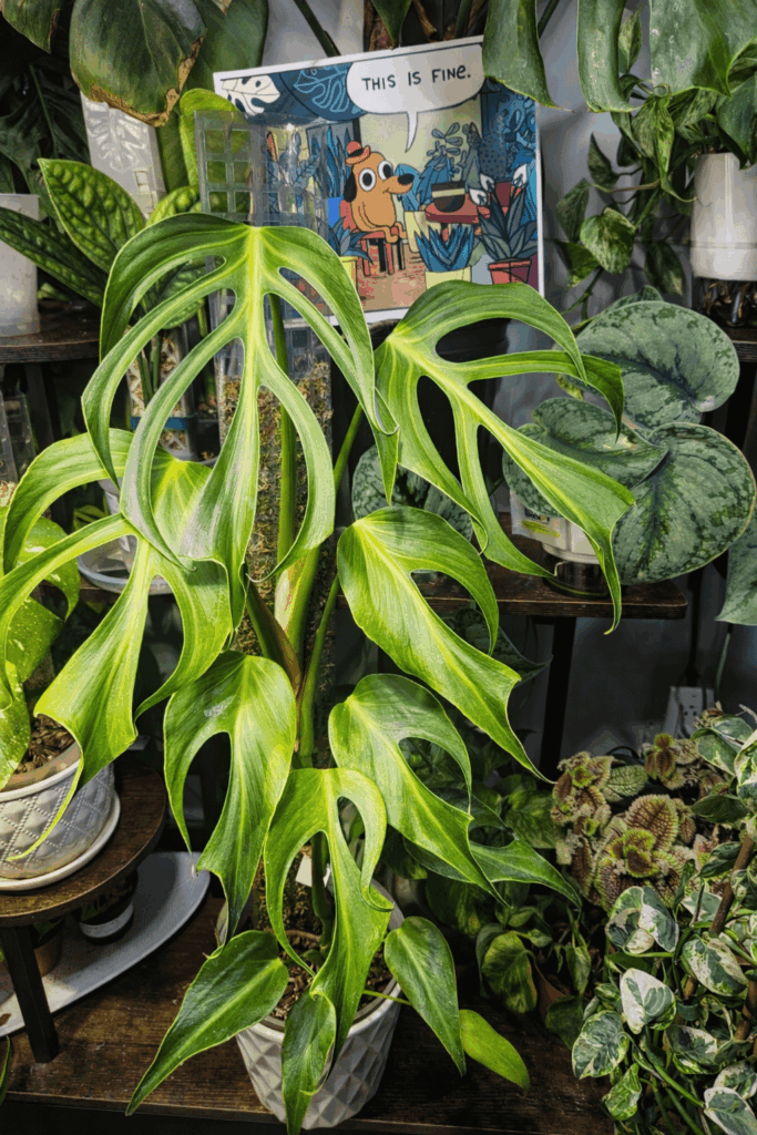 This is fine🔥