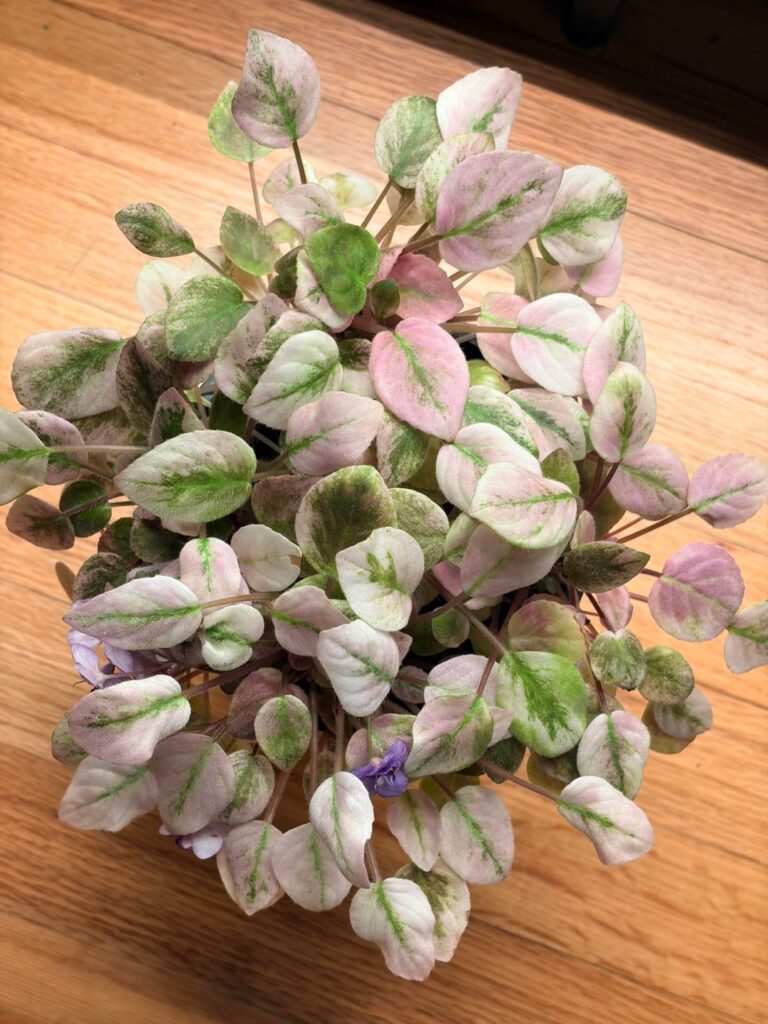 Foliage appreciation