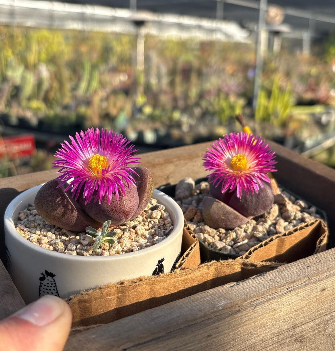 Pliospilos nelii ‘Royal flush’