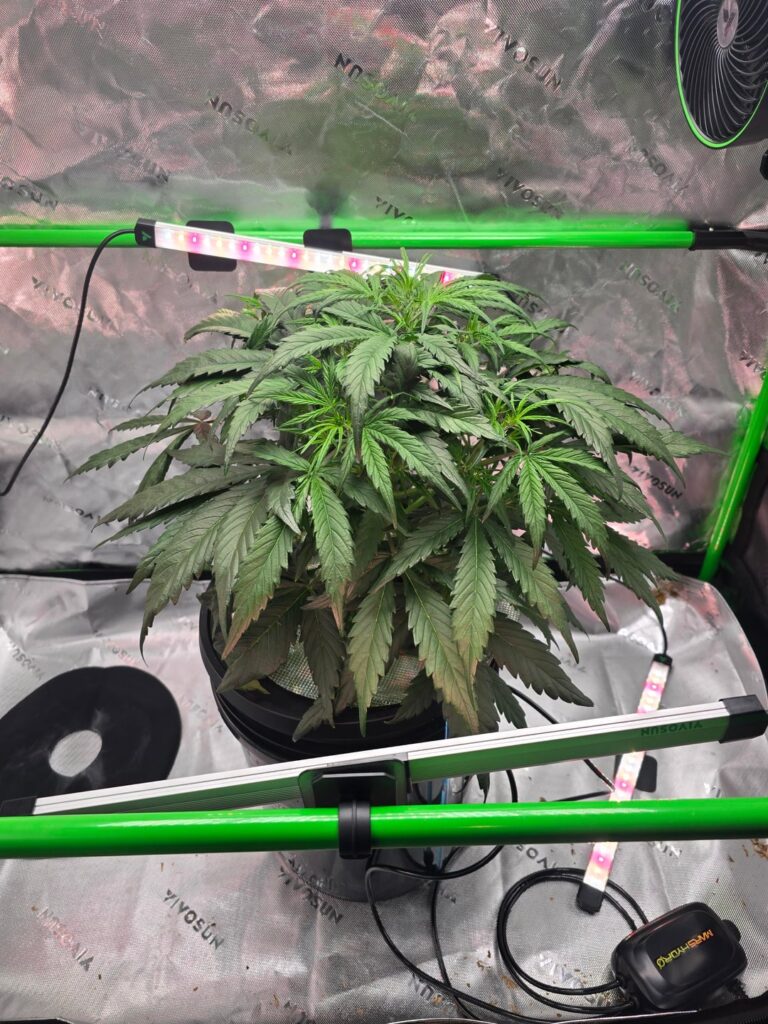 Goat'lato Royal Queen seeds Tyson 2.0. 1st tent grow.