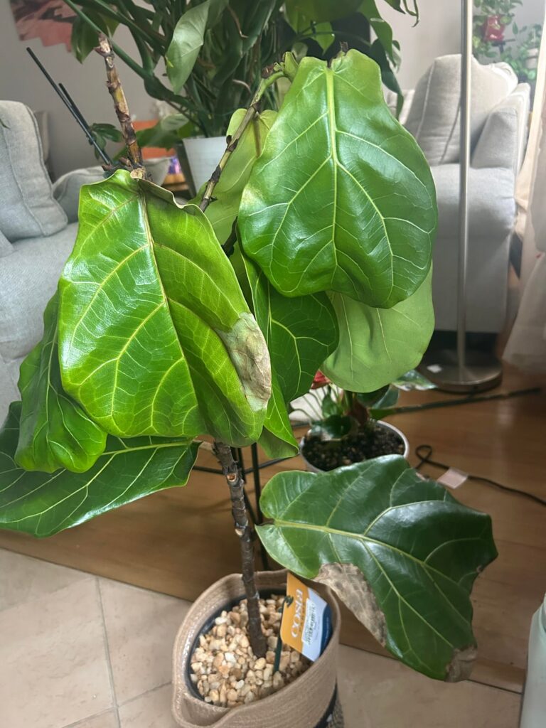 My fiddle fig seems dying????