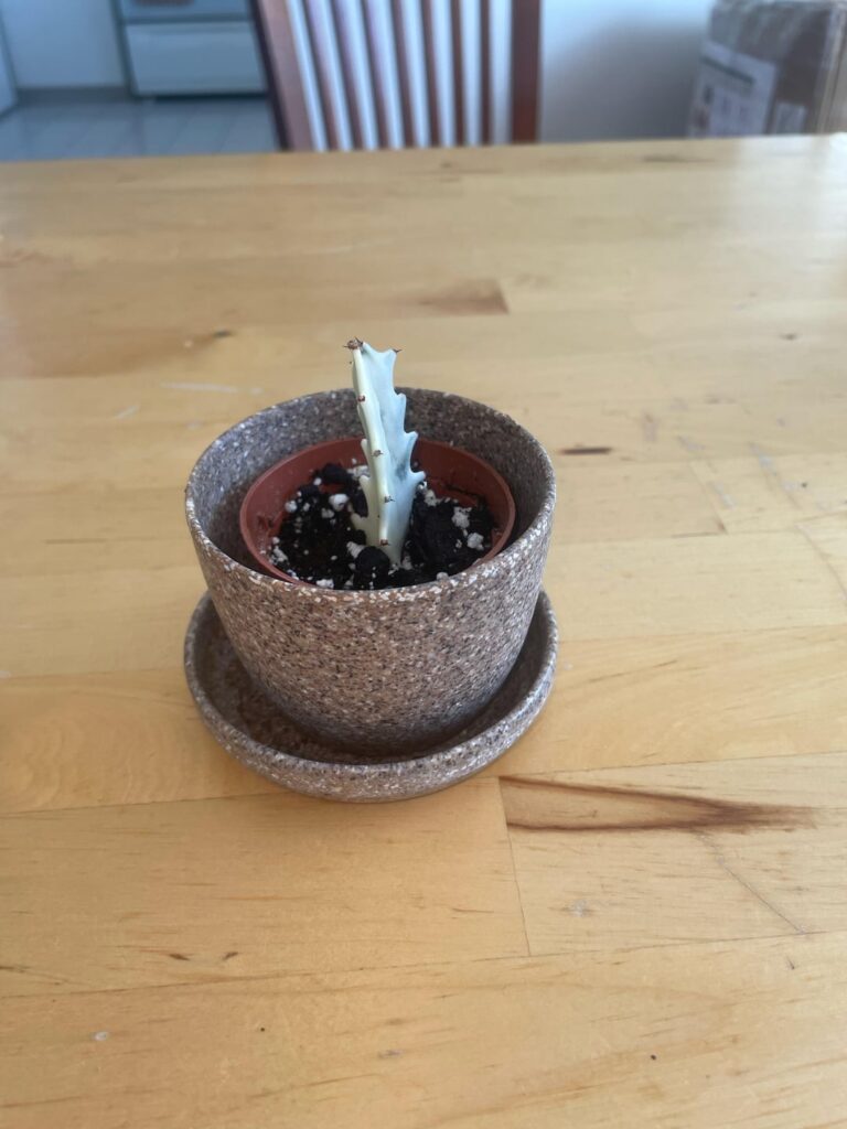 Is my cutting dead? Is my cutting dead?